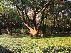 -徐家汇源景区-衡山公园