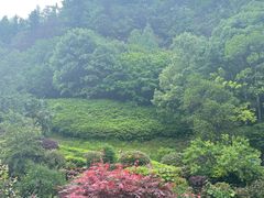 -桃花岭景区
