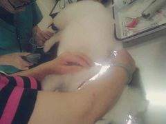 -爱侣宠医·鹦鹉专科·小型哺乳类·异宠专科(灵石路店)