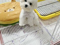 -翊宠yipet猫狗购宠庄园