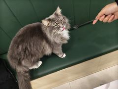 -安格丽娜·狗咖·猫咖羊驼咖(春熙路百盛商场店)