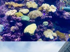-江和美海洋公园