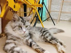-猫在这儿猫咪咖啡馆·撸猫馆