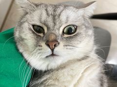 -创凡宠物医院·骨专科  猫科中心(西乡分院)