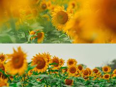 -花开海上生态园