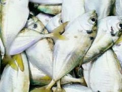 -浪琴湾尾角仔海鲜坊