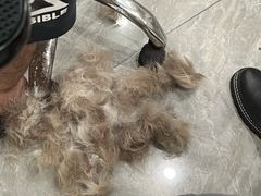 -钦宠·猫咪售卖·洗护·寄养(东圃旗舰店)