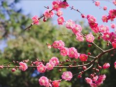 -杭州植物园