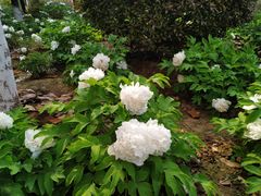 -平顶山博物馆