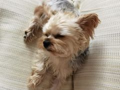 -宠福鑫康馨动物医院·骨科·眼科