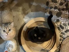 -喵屿·大理花园猫咖