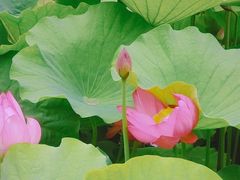 -陈家山荷花公园