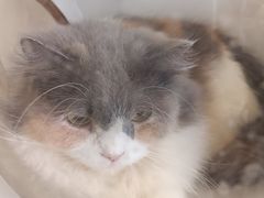 -楼上猫咖(罗湖店)