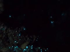 -怀托摩萤火虫洞