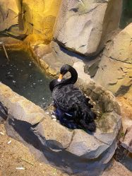 -酷嗒动物文化乐园(cutezoo西溪乐天城店)