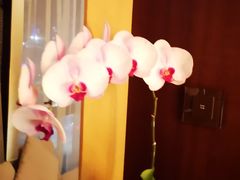 房间内-深圳湾木棉花酒店