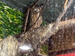 -上海大自然野生昆虫馆(东方明珠·爬宠昆虫探索中心)