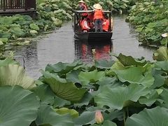 -荷塘月色湿地公园·向阳花洲