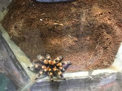 -上海大自然野生昆虫馆(东方明珠·爬宠昆虫探索中心)