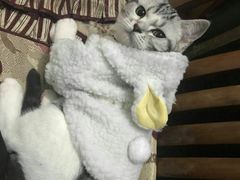 -喵zoo家庭繁育猫舍(尖东智能花园店)