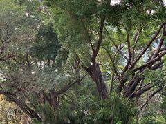 -九龙公园