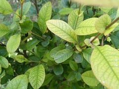 -洛阳郁金香牡丹园