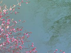-青枫公园