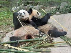 -都江堰中华大熊猫苑