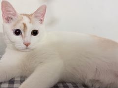 -瑞鹏宠物医院·骨科·猫科·内科(第一中心)