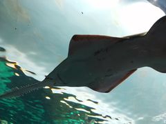 -瑞普利水族馆