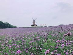 -大塘金香草谷