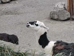 -成都动物园