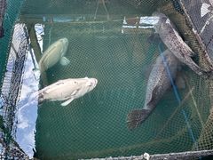 -蓝湾碧波·老字号·疍家非遗海上餐厅