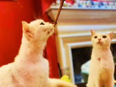-猫色咖啡·猫咖