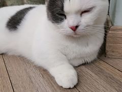 -酷豆宠物咖啡·宠物美食·撸猫馆