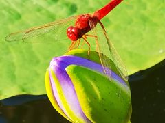 -广州莲花山旅游区