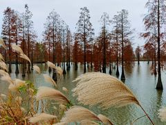-池杉湖湿地公园