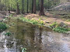 -白水寺森林公园