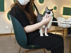 -飞行喵MR PILOT|猫舍·猫咖(静安大融城店)