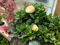 -双季花艺园艺市场(浦东店)