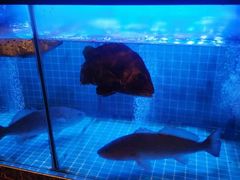 -酌宴府The China Club·广州万富希尔顿酒店(云城东路店)