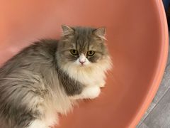 -BABIT巴比特宠物(MOMOPARK店)