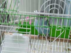 -青石桥花鸟鱼虫市场(叠翠城店)