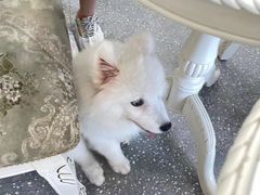 -Let's go狗咖·猫咖·奶狗·桌游(春熙路IFS店)