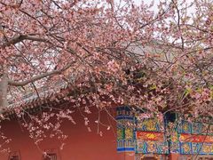 -桃花堤公园