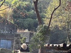 -都江堰中华大熊猫苑
