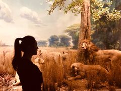 -美国自然历史博物馆