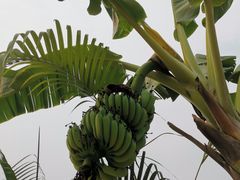 -西双版纳傣族园