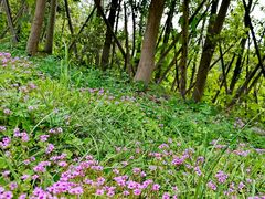 -白鹭湾湿地公园