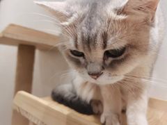 -逗柴咖啡屋·狗咖猫咖宠物桌游